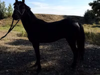 Pferde (Partie, Geschlecht nicht angegeben), American shetland pony — Foto 5
