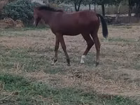 Caballo, Caballos — foto 3