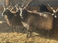 نعجة, Racka sheep — الصورة 2