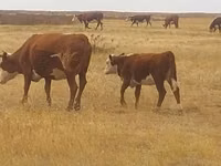गाय, Latvian Blue cattle — फ़ोटो 1
