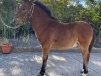 Hengst, Welsh Cob — Foto 1