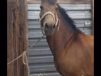 Айғыр, Kazakh horse — 5-сурет