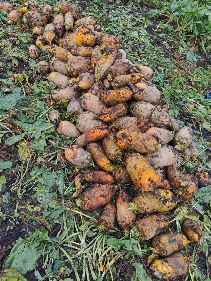 Продам кормовую сфеклу