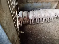 Schweine (Partie, Geschlecht nicht angegeben), Schweine — Foto 2