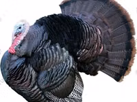 Turkeys — 照片 8