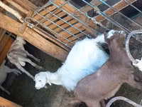 Cabra, Cabras — foto 3