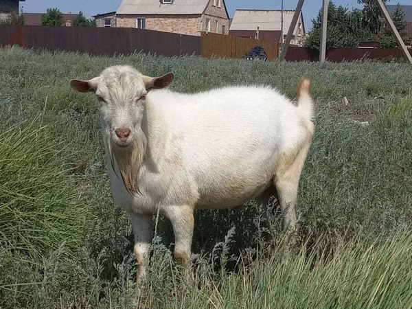 母山羊, Saanen goat — 哈萨克斯坦