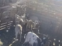 山羊（批次，未指定性别）, Goats — 照片 4