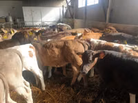 Buqa, Simmental cattle — 4-rasm