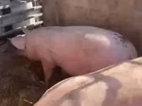 Шошқалар (топ, жынысы көрсетілмеген), Шошқалар — 1-сурет