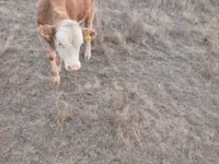 公牛, Cattle — 照片 2
