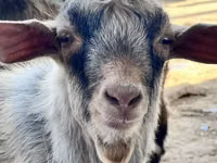 عنزة, Saanen goat — الصورة 1