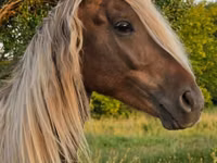 Caballo, Friesian — foto 4