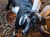 母山羊, Goats — 照片 3