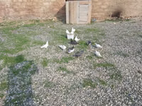 Taxta göyərçin yuvası/peykan - Material: qalın taxta lövhələrdən — Foto 5