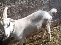 Ziege, Saanen goat — Foto 6