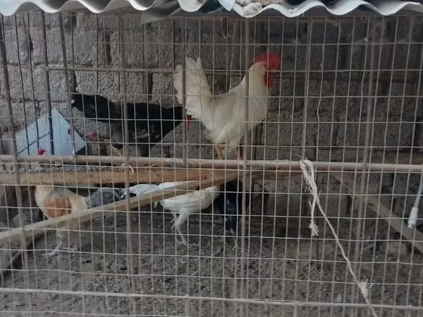 Chickens — Usbekistan