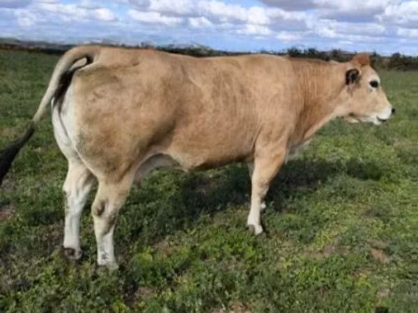 ثور, Partenaise cattle