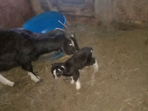Ziege, Alpine goat — Kasachstan