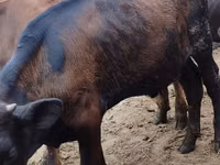 Bull, Aberdeen-Angus — photo 1