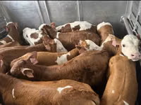 सांड, Simmental cattle — फ़ोटो 1