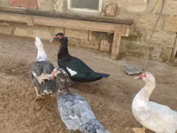 Ducks — Foto 8