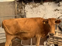 Sigir, Latvian Blue cattle — 8-rasm