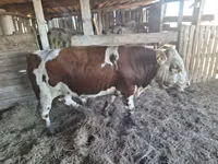 Toro, Ganado vacuno — foto 1
