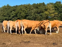 Kuh, Partenaise cattle — Foto 3