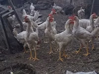 Chickens — 照片 3