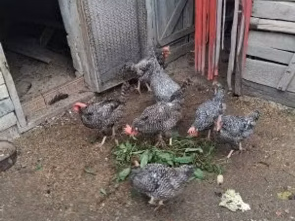 بيرل غري