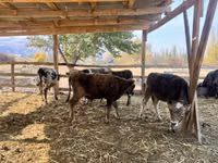 Toro, Swiss cattle — foto 8
