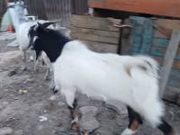 Теке, Beetal goats — 5-сурет