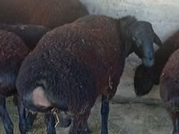 Widder, Hissar sheep — Foto 2