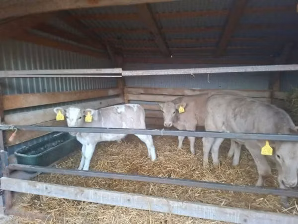 Bulle, Simmental cattle