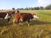 Kuh, Latvian Blue cattle — Foto 3
