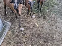 Oveja, Cameroon sheep — foto 3