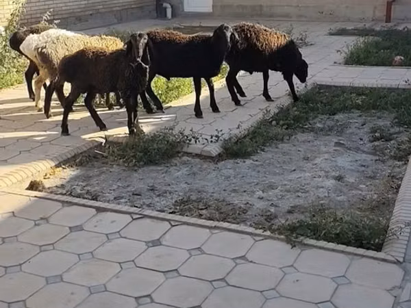Widder, Schafe — Usbekistan