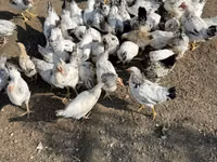 Суссекс — сүрөт 6