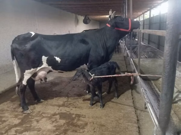 Kuh, Holstein-Rasse