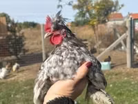 Chickens — 5-сурет