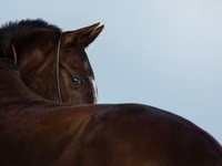 Yegua, Akhal-Teke — foto 1
