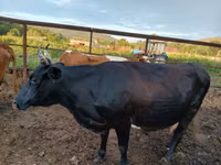 Vaca, Simmental cattle — foto 7