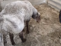 Widder, Blackheaded Persian sheep — Foto 8