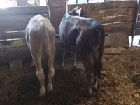 公牛, Alatau breed — 照片 2