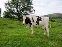 Vaca, Raza Holstein — foto 2