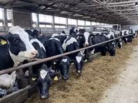 Kuh, Holstein-Rasse — Foto 4