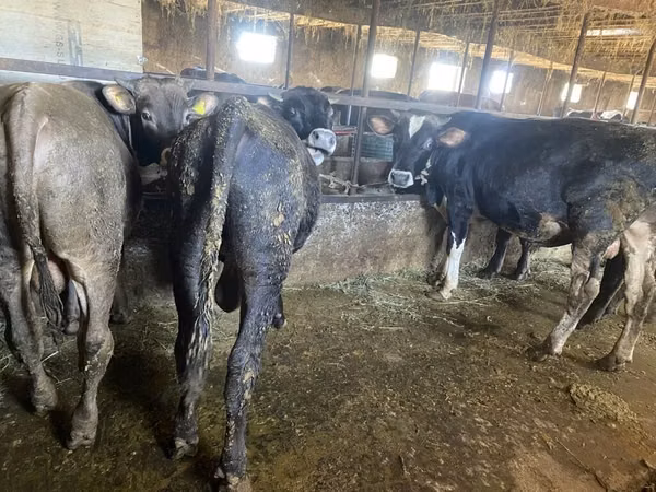 Bull, Cattle