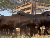كبش, Hissar sheep — الصورة 7