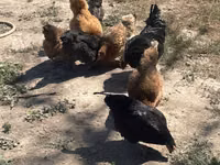 Chickens — Foto 3